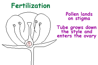 Animation of Fertilization